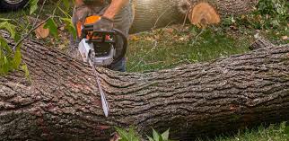 How Our Tree Care Process Works  in  Galesville, WI